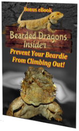 beardeddragonclimbingout