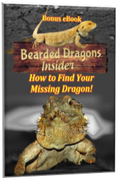 findmissingbeardeddragon