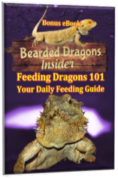 Daily Feeding Guide