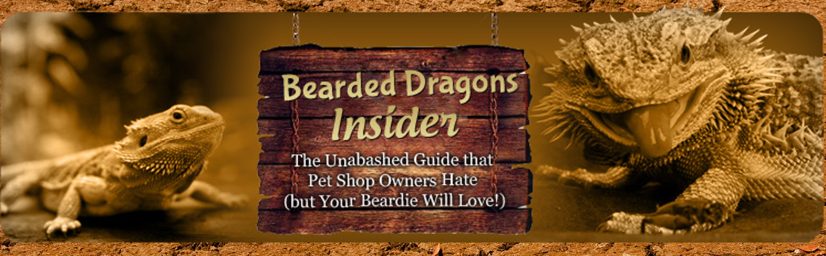 Bearded Dragon Insider