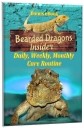 Beardie Care Routine